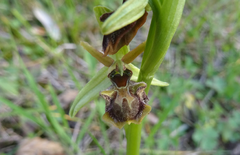 decine di...... Ophrys sphegodes